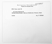 Panus rudis image
